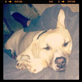 Beckham, el perro genera ronquidos que generan sonrisas