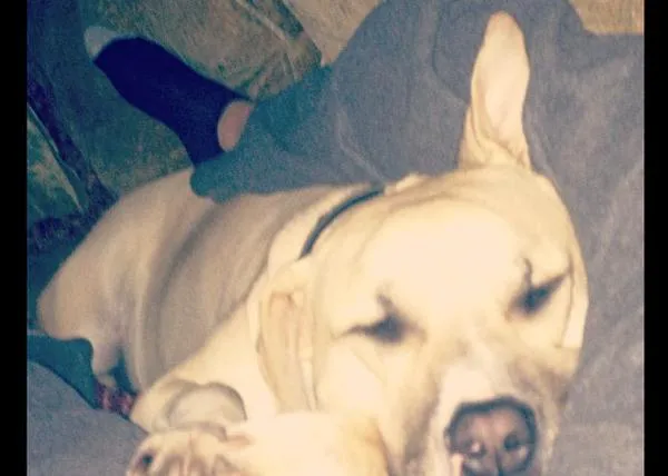 Beckham, el perro genera ronquidos que generan sonrisas