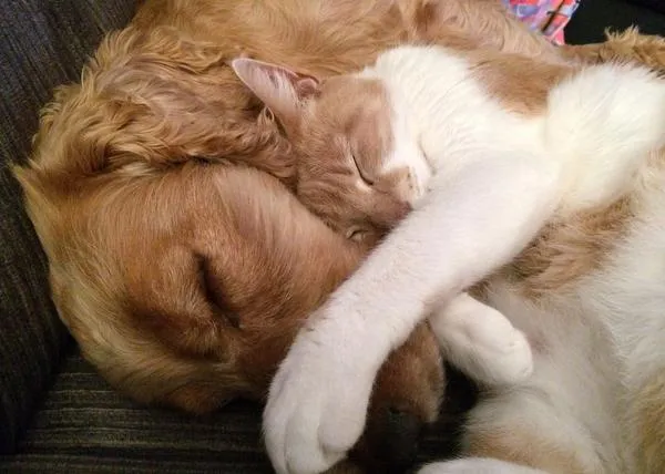 Las feromonas, clave para una buena relación entre perros y gatos en un mismo hogar