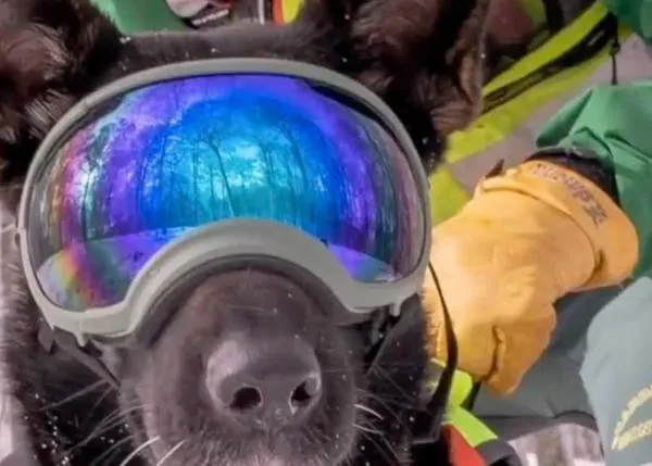 La Guardia Civil rinde un precioso homenaje en redes a Roxy, perra de rescate de montaña, fallecida por un cáncer
