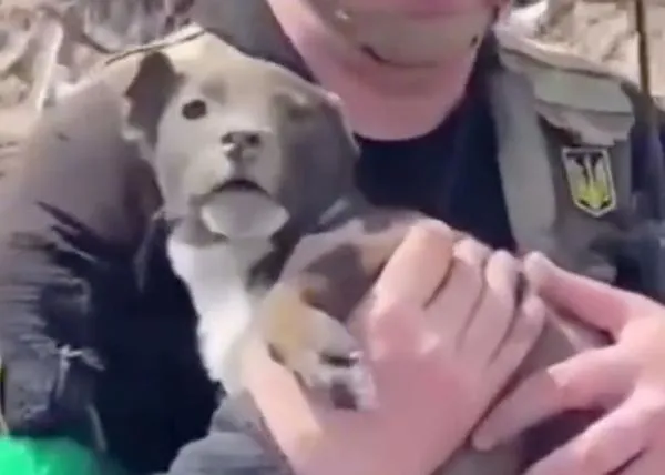 Captan el momento en que logran rescatar con vida a un cachorrote sepultado bajo los escombros en Ucrania