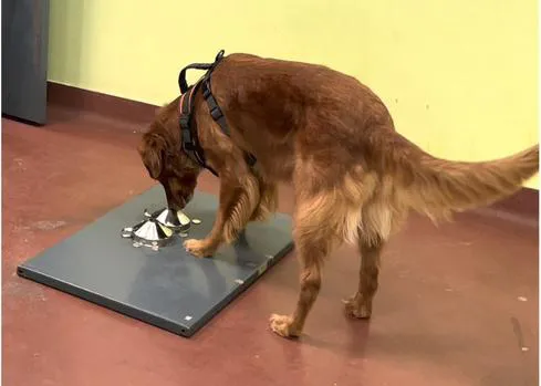 Los perros pueden ser entrenados para oler el estrés asociado con eventos traumáticos en las personas