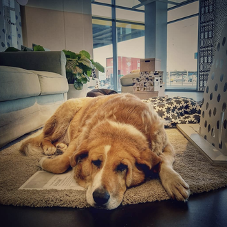 Los perros callejeros encuentran un hogar temporal dentro de la …