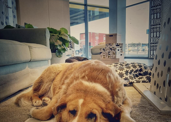 Los perros callejeros encuentran un hogar temporal dentro de la tienda de Ikea en Catania