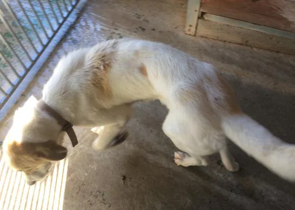 Un error judicial deja sin juzgar a dos presuntos maltratadores (y asesinos) de perros y gatos en la Comunidad de Madrid
