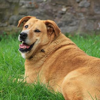 Epidemia de obesidad en perros y gatos: en una década …