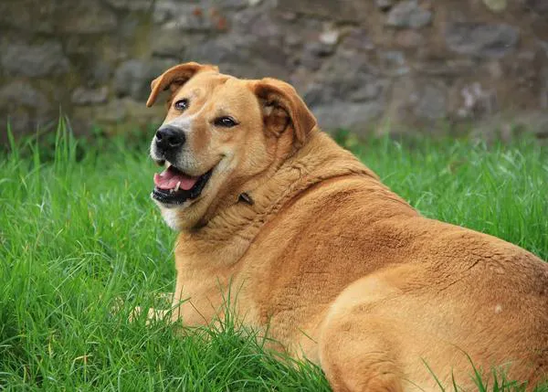 Epidemia de obesidad en perros y gatos: en una década ha aumentado un 108% en canes y un 114% en mininos
