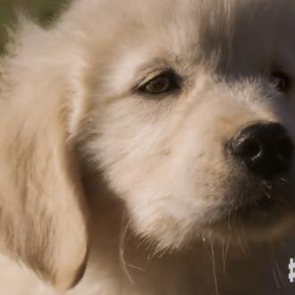 Un cachorro en un anuncio no es sinónimo de un …
