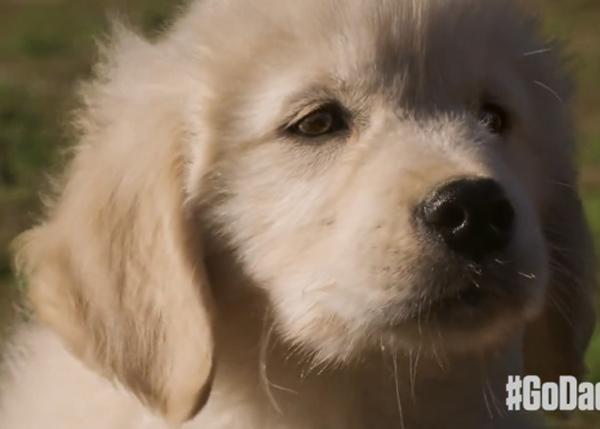 Un cachorro en un anuncio no es sinónimo de un anuncio viral... GoDaddy lo ha comprobado