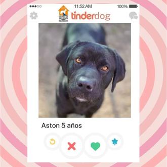 ‘Tinder’ de la adopción en Salvando Peludos por San Valentín …