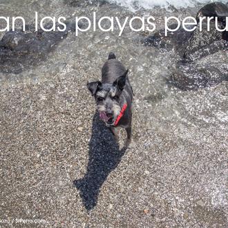 Alicante planea abrir una súper playa perruna con hamacas y …