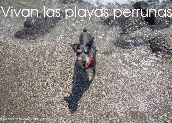 Alicante planea abrir una súper playa perruna con hamacas y otros servicios para los canes