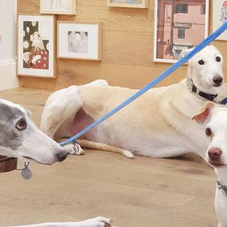 Recogida de mantas y latas de comida canina en Échale …