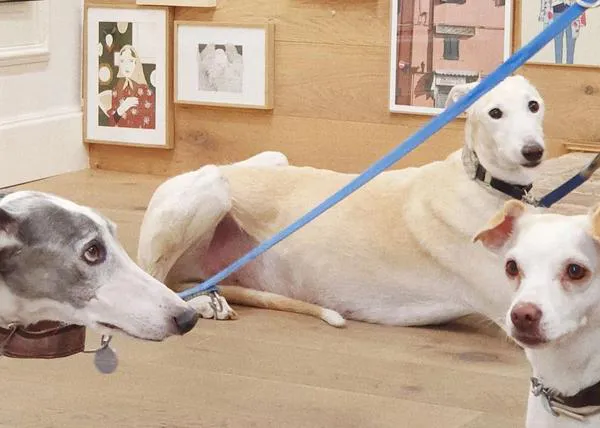 Recogida de mantas y latas de comida canina en Échale Guindas & armario solidario para ayudar a los animales a través de FAADA