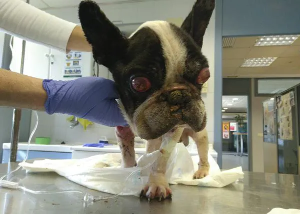 ¿Cómo ayudar a Hope, el Frenchie viejito y enfermo abandonado junto a un contenedor, (y a muchos otros perros)?