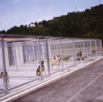 En peligro el Albergue de Langreo y sus 152 perros