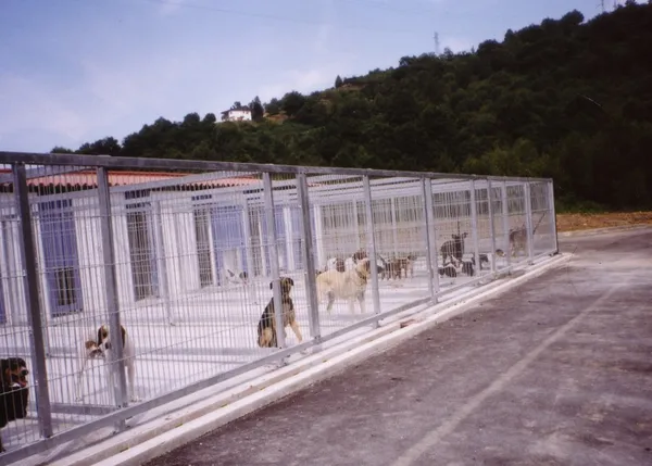 En peligro el Albergue de Langreo y sus 152 perros