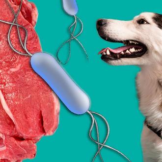 La Listeria también puede afectar a los perros y otros …
