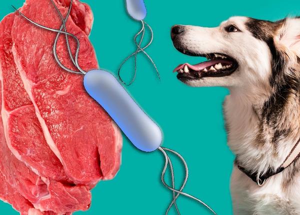 La Listeria también puede afectar a los perros y otros animales, advierten los veterinarios