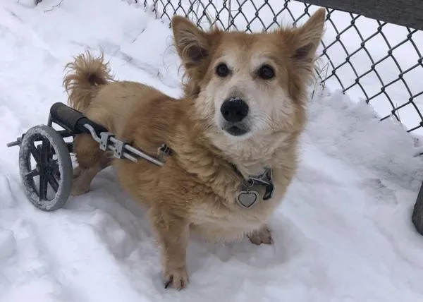 Perros en silla de ruedas disfrutando de la nieve en un santuario de animales