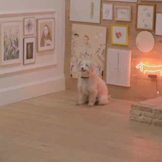 Disfrutando de la vida con perro en la ciudad: SrPerro …