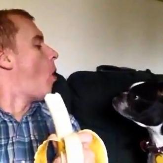 Un perro, un humano, un plátano...