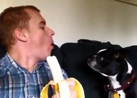 Un perro, un humano, un plátano...