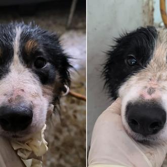 ¿Cómo reconocer a un cachorro que viene de la cría …