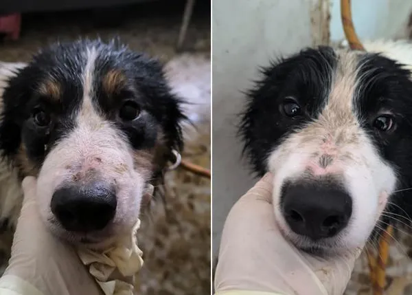 ¿Cómo reconocer a un cachorro que viene de la cría ilegal o de una granja de cachorros? ¿Cómo evitar estafas?