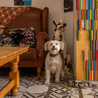 ¿El Día Mundial del Cheesecake en compañía de tu perro …