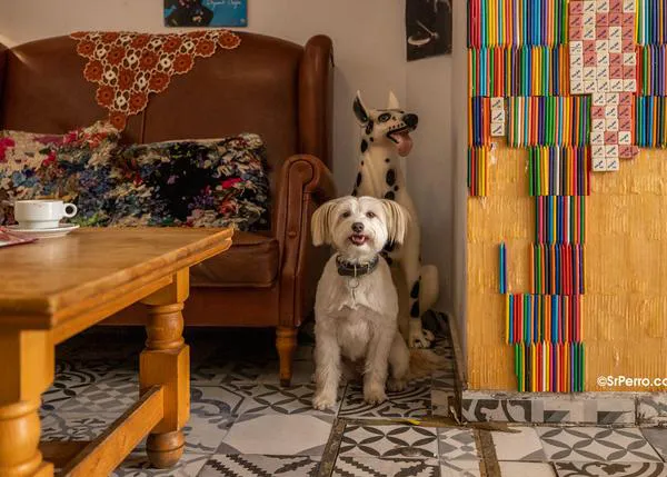 ¿El Día Mundial del Cheesecake en compañía de tu perro? Desde Gijón a Fuengirola pasando por Barcelona: ¡Yes We CAN!
