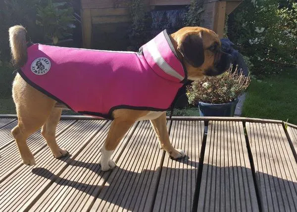 Inventos rarunos pero reales: la armadura para perros pequeños