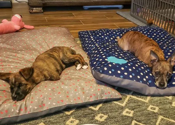 Una genial y feliz perra nacida con solo dos patas ayuda a otra cachorrota bípeda a moverse por el mundo