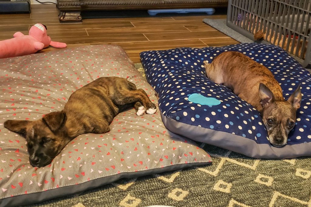 Como Ayudar A Dos Perros A Aparearse