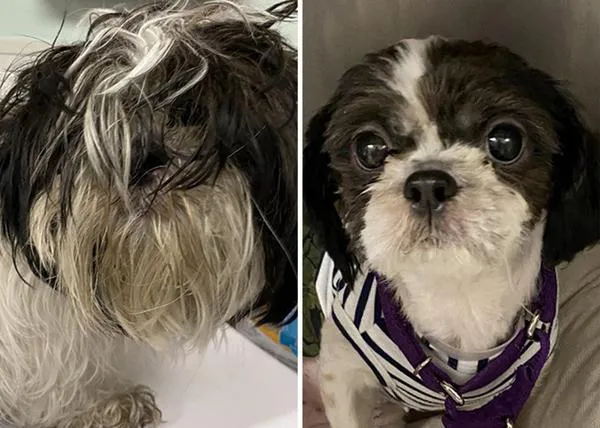 Las 10 transformaciones de perros abandonados más impresionantes: un concurso guau para fomentar las adopciones