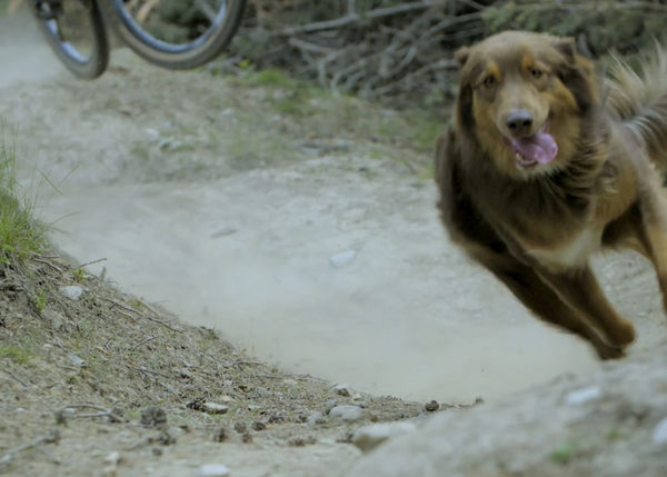 La felicidad contagiosa de perros y humanos que disfrutan a toda velocidad de sus rutas por la montaña