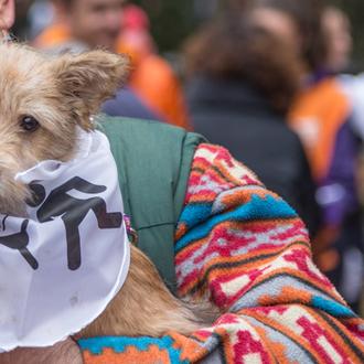 La edad y la raza, claves para la adopción de …