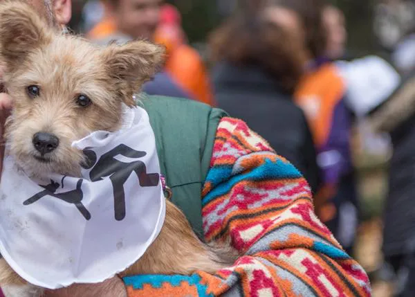 La edad y la raza, claves para la adopción de un perro, no el color de su pelo 