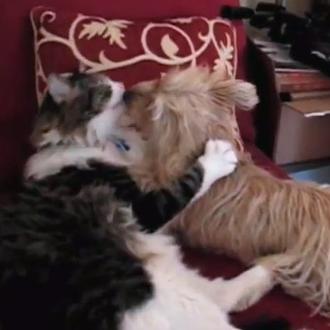 Amores perro-gatunos