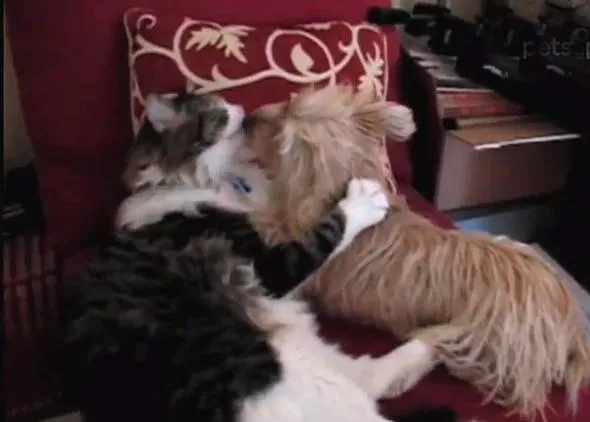 Amores perro-gatunos
