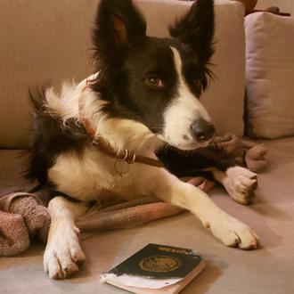 ¿El perro se comió los deberes? Aún mejor, la perra …