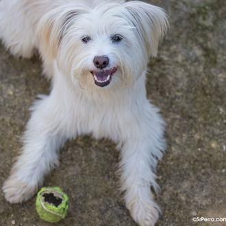 Los perros disfrutan más con juguetes nuevos... pero también podemos …