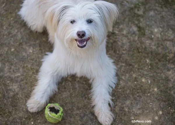 Los perros disfrutan más con juguetes nuevos... pero también podemos hacer 