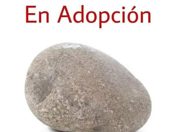 Una piedra es la gran protagonista de un mensaje para fomentar la adopción que se ha hecho viral