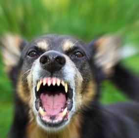 La rabia canina: claves para evitar la enfermedad