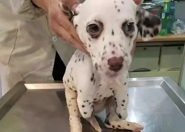 Una perra que fue salvada cuando ya le habían cortado las patas, embajadora contra el comercio de carne de perro