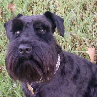 Un perro, Camilo, ha muerto asustado por los petardos en …