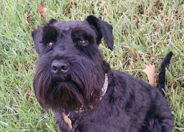 Un perro, Camilo, ha muerto asustado por los petardos en L’Hospitalet de Llobregat