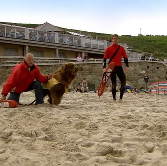 Vigilantes de la playa versión perruna: la competición entre un …