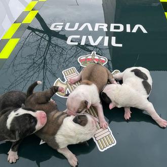 ¿Alguien nos puede explicar qué tipo de ser humano abandona …